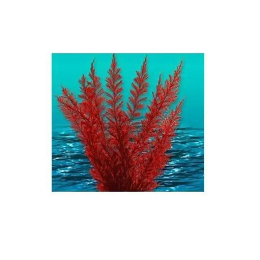 Nature's Image: Aquafern Medium, Freshwater 6